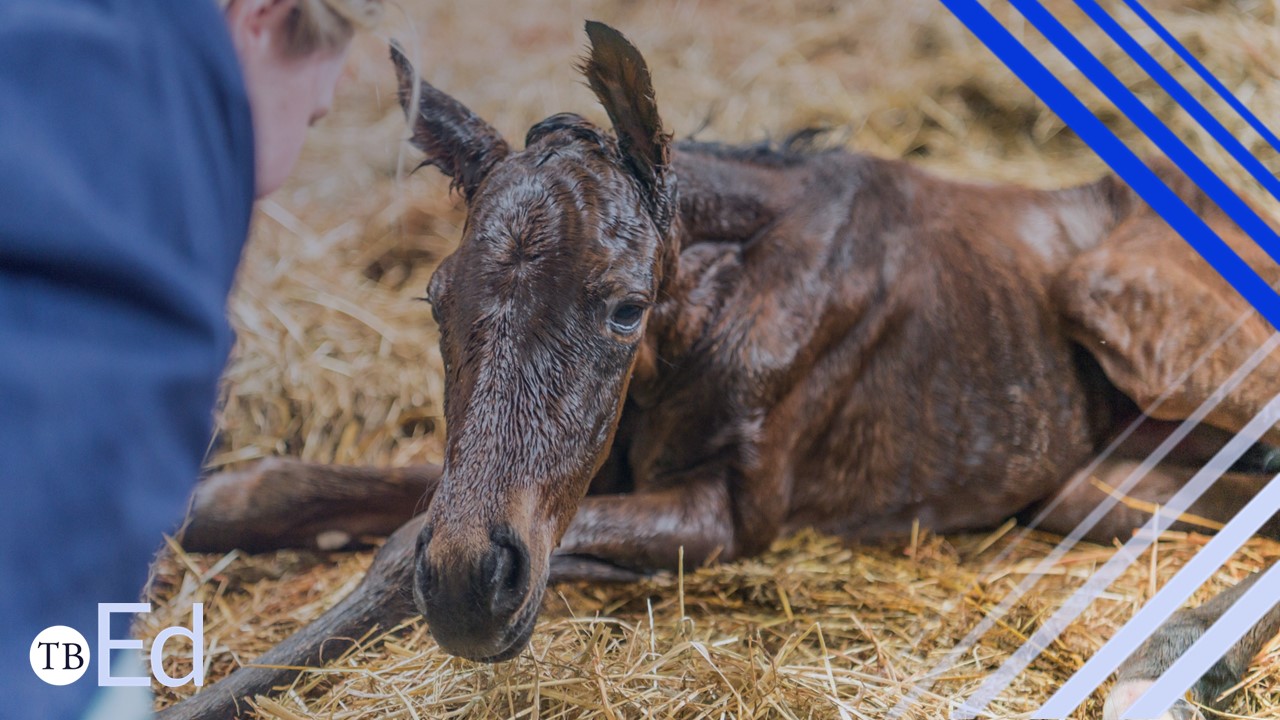 Foaling the Mare Programme MAIN (1).jpg